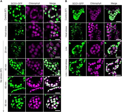 Identification and Characterization of the Heat-Induced Plastidial Stress Granules Reveal New Insight Into Arabidopsis Stress Response